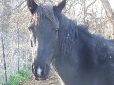 The Great Horse Escape Part 1 Image